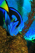 regal tang