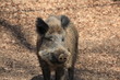 Wildschwein in Nahaufnahme Wildschwein in Nahaufnahme
