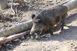 Wildschwein in Nahaufnahme Wildschwein in Nahaufnahme