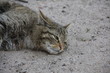 Wildkatze in Nahaufnahme Wildkatze in Nahaufnahme