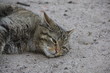 Wildkatze in Nahaufnahme Wildkatze in Nahaufnahme