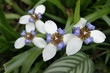 blume