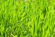 Green grass Green grass