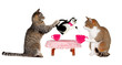 Katzenmilchkränzchen
