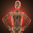 human radiography scan