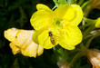 Fly on flower 8