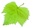 feuille de vigne feuille de vigne