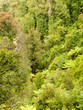 Bird view of lush green sub-tropical NZ rainforest
