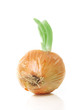 Onion