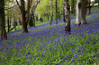 Bluebell woods in the centre of Bangor