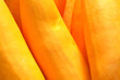 yellow Squash yellow Squash