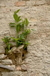 Pflanze erobert Hauswand
