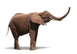 Joyful Elephant Isolated on White