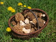 Korb mit speisemorcheln - Morchella esculenta Korb mit speisemorcheln - Morchella esculenta