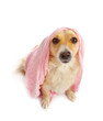 Pink dog