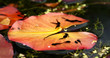 Penryhn Castle pond Penryhn Castle pond