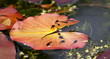 Penryhn Castle pond Penryhn Castle pond