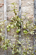 vertical garden vertical garden