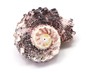 sea shell