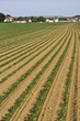 Champ de soja français Champ de soja français