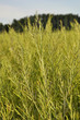 Champs de moutarde en Bourgogne Champs de moutarde en Bourgogne