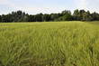 Champs de moutarde Bourguignonne Champs de moutarde Bourguignonne
