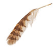 Feather from bird of prey tawny owl
