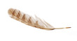 Feather from bird of prey tawny owl