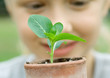 Child looking at seedling planted in pot
