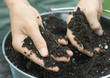 Hands feeling soil in bucket