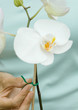Tying orchid stem to stake