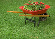 Wheelbarrow full of flowers