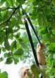 Man pruning tree