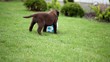 Chocolate Labrador Puppy with a Ball