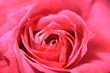 rose rose