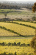 Oyster Bay Vineyards