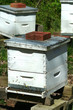 Beehive