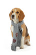 chien beagle avec écharpe chien beagle avec écharpe