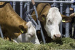 Two simmental cows