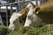 Cows are feeding