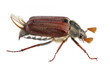 Maikäfer