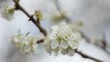 blossoming tree