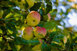 Foto: Apfelbaum Apfelbaum