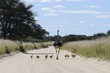 Ostrich (Struthio camelus). Male with chicks