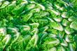 Gruop of scattered Chinese cabbage Gruop of scattered Chinese cabbage