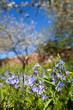 Le printemps dans les pommiers B Le printemps dans les pommiers B