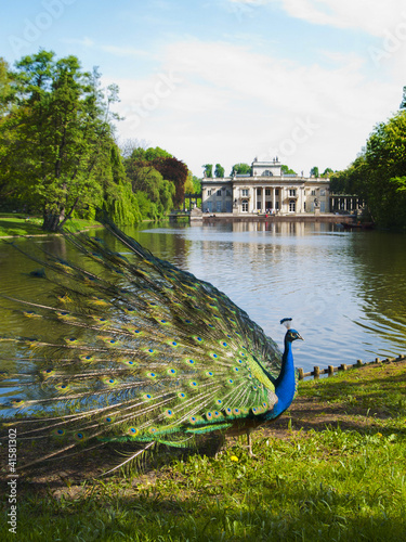 Photo: peacock in a classic park peacock in a classic park