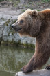 Braunbär