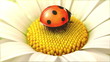 Daisy flower with a ladybird
