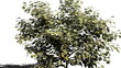 Money tree in financial autumn shaking and   shading the leaves